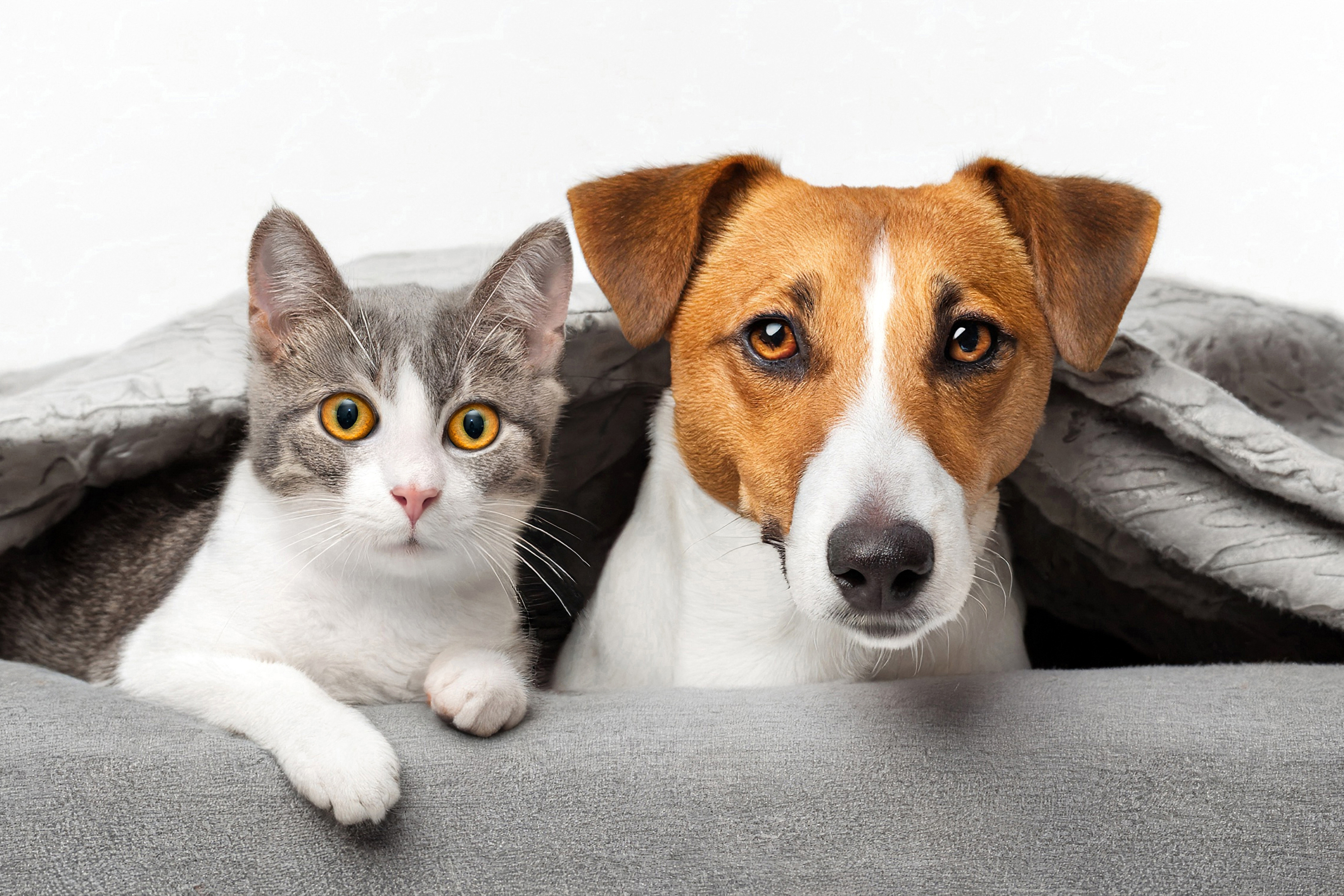 Câinii și pisicile vor fi primiți în Primăria Capitalei. Proiect de hotărâre în dezbatere publică