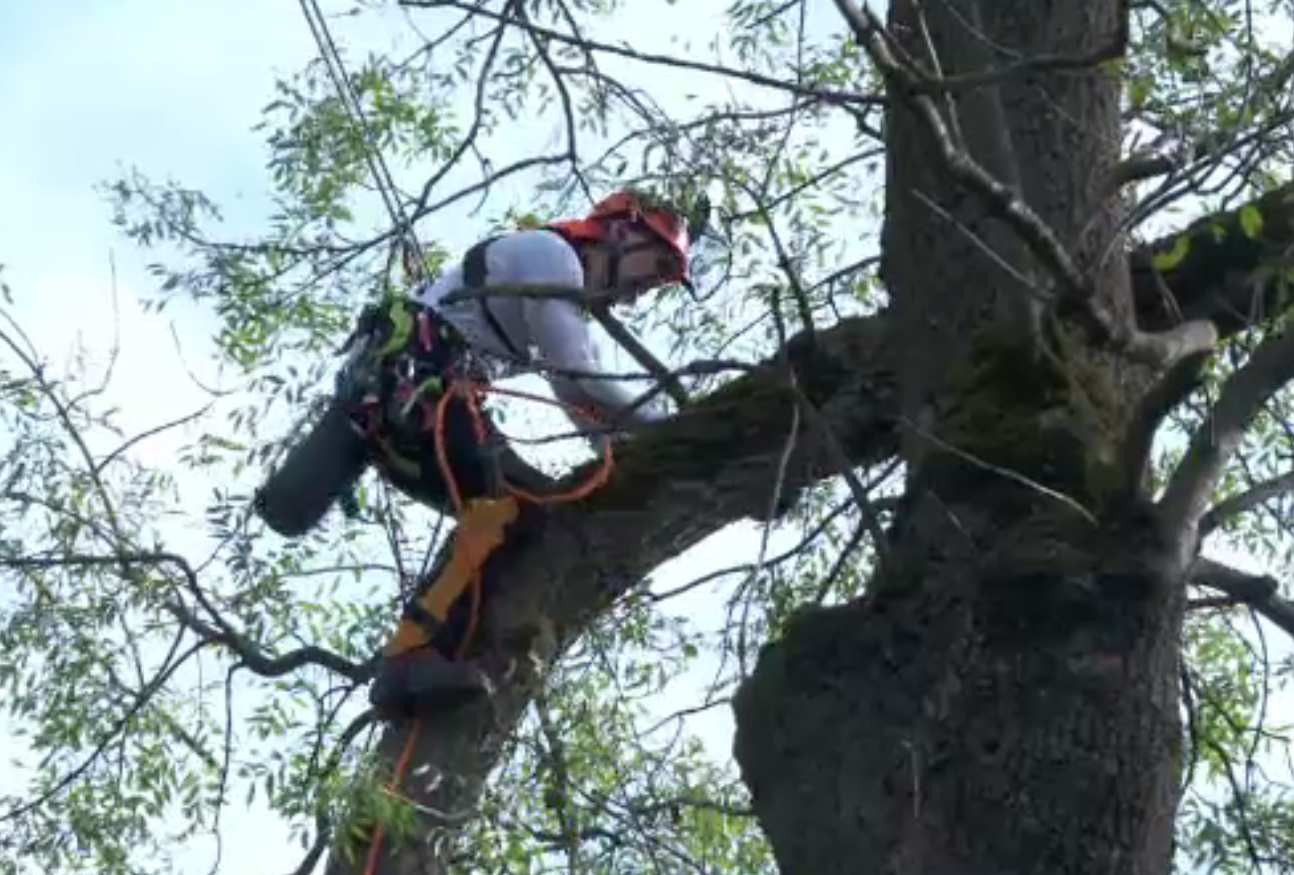 Primul examen de atestare a „chirurgilor pentru copaci" s-a desfășurat în România. Doar patru români au promovat
