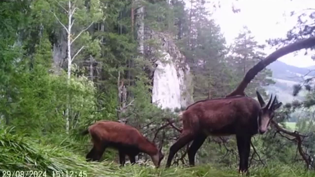 Moment inedit surprins de camere într-o pădure din Neamț. O capră neagră și-a făcut apariția alături de puiul său