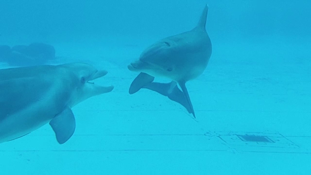 Lucruri mai puțin știute despre delfini. De ce își arată frecvent „zâmbetul”