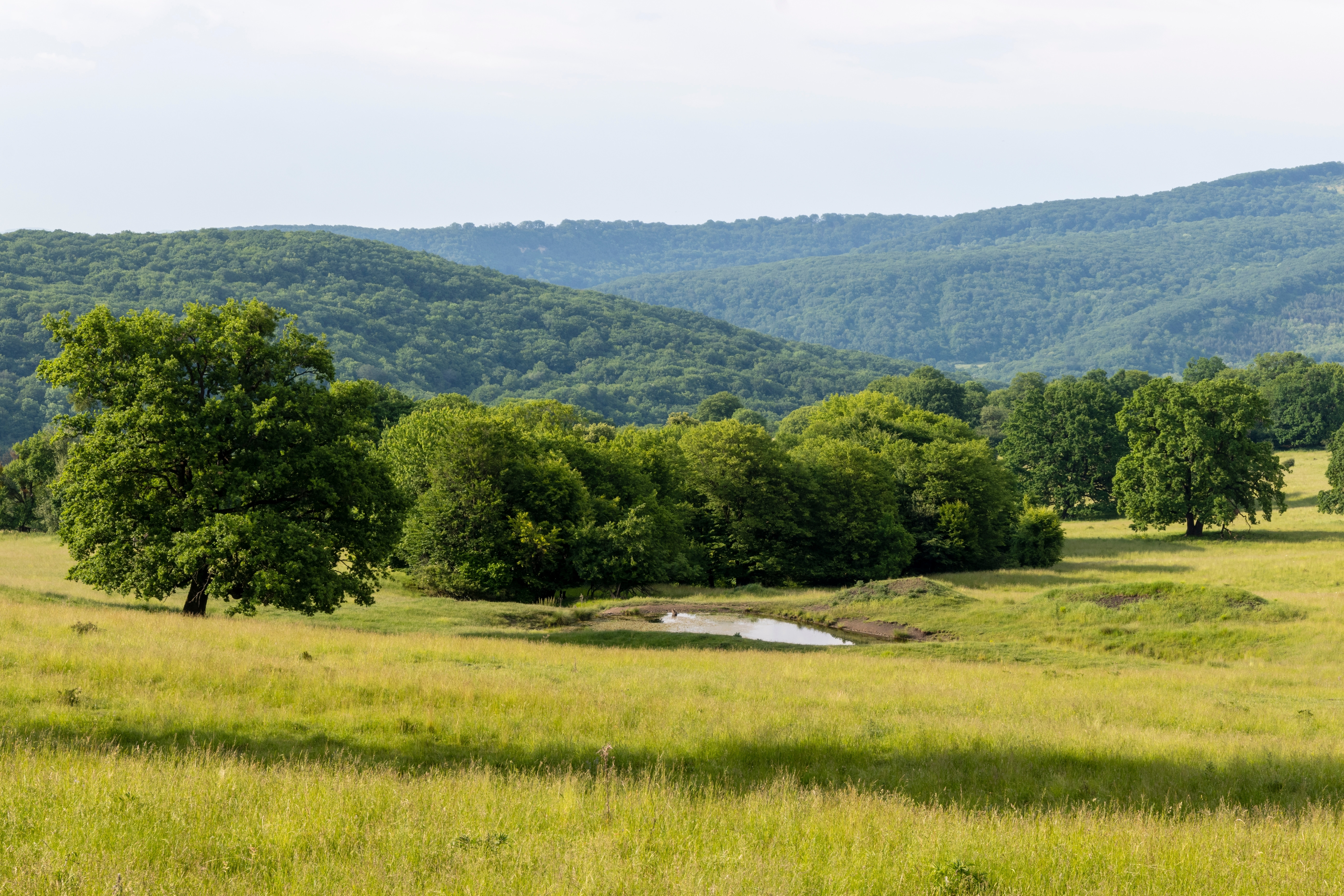 Insectele distrug frunză cu frunză pădurile de stejar ale României. Nepăsarea autorităților duce la „un dezastru ecologic”