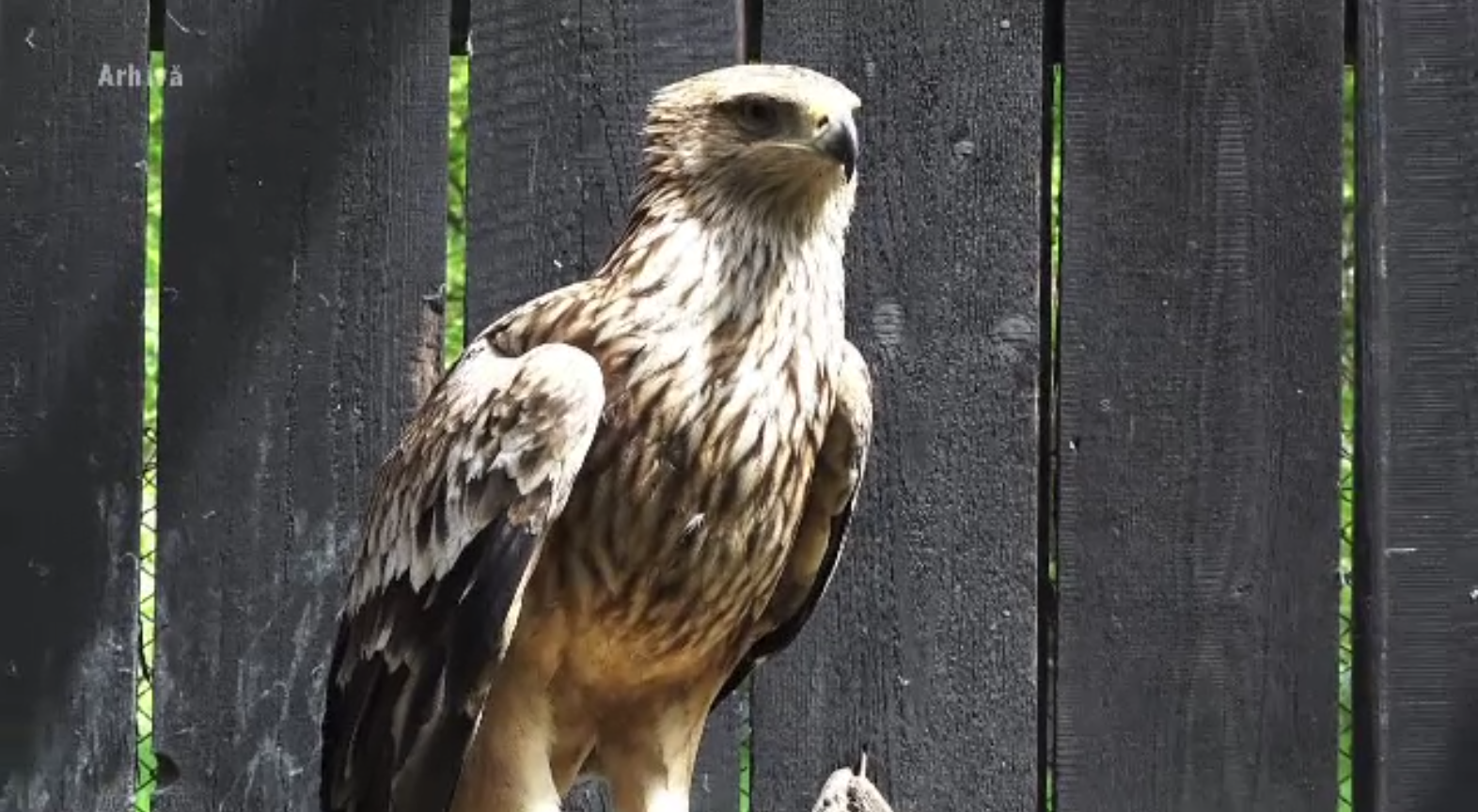 O specie dispărută din România acum 45 de ani a apărut din nou, în vestul țării. Au fost găsite 18 exemplare