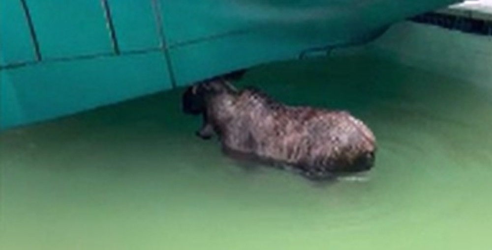 Misiune bizară pentru polițiștii americani. Animalul sălbatic pe care au fost nevoiți să îl scoată dintr-o piscină