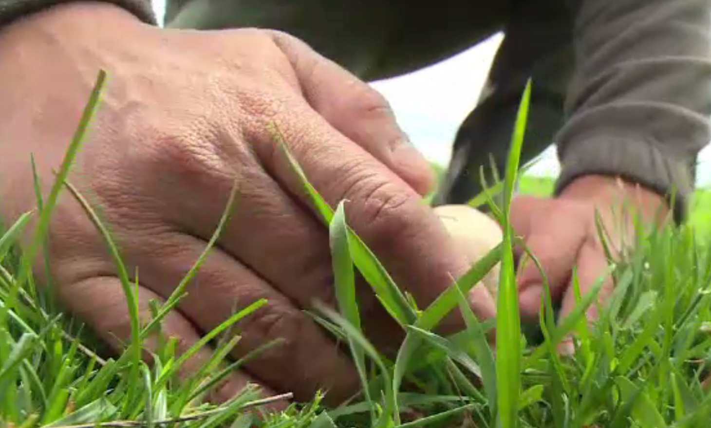 Pericolul biologic din pădure pe care îl poți cumpăra de la piață. Două familii din Iași au ajuns în stare gravă la spital