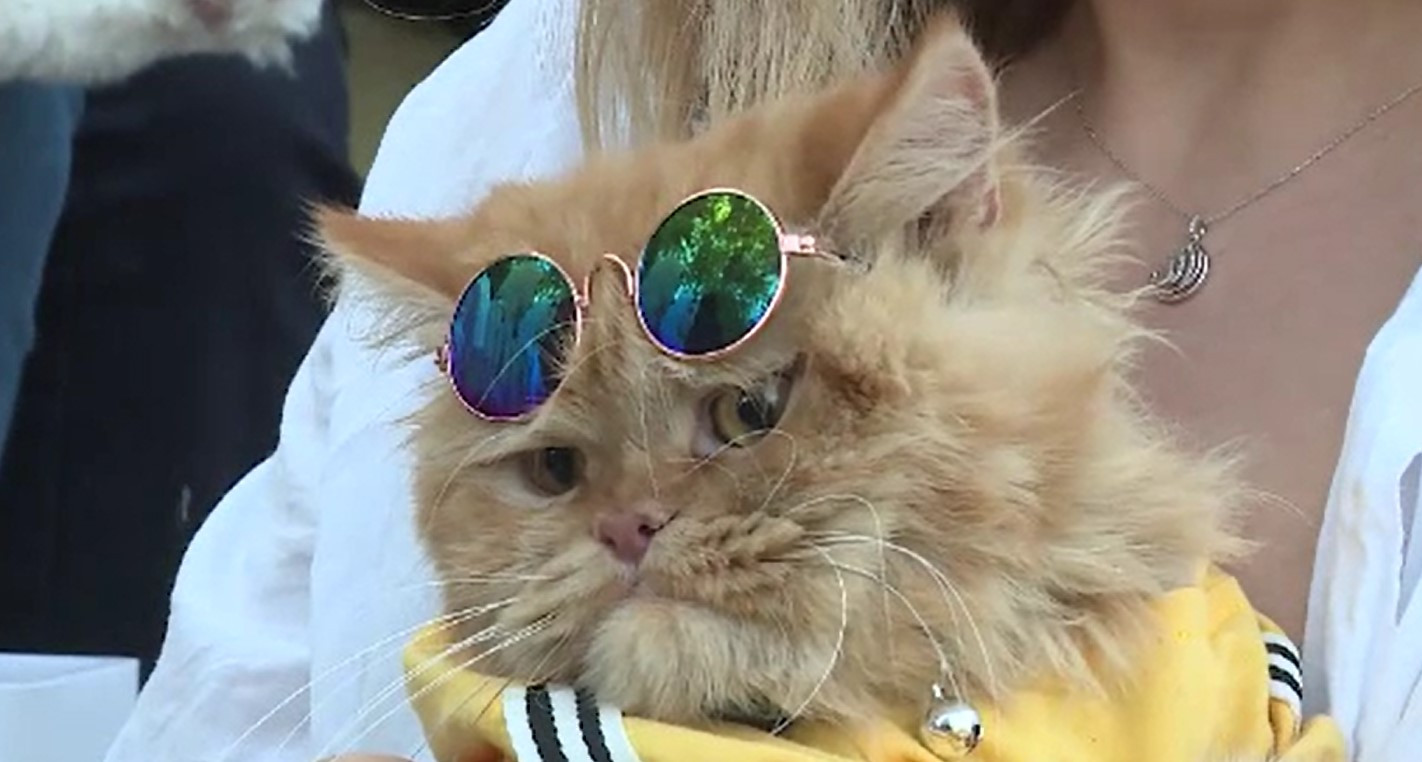 Premieră în Erbil, capitala Kurdistanului Irakian. A fost aleasă cea mai frumoasă pisică