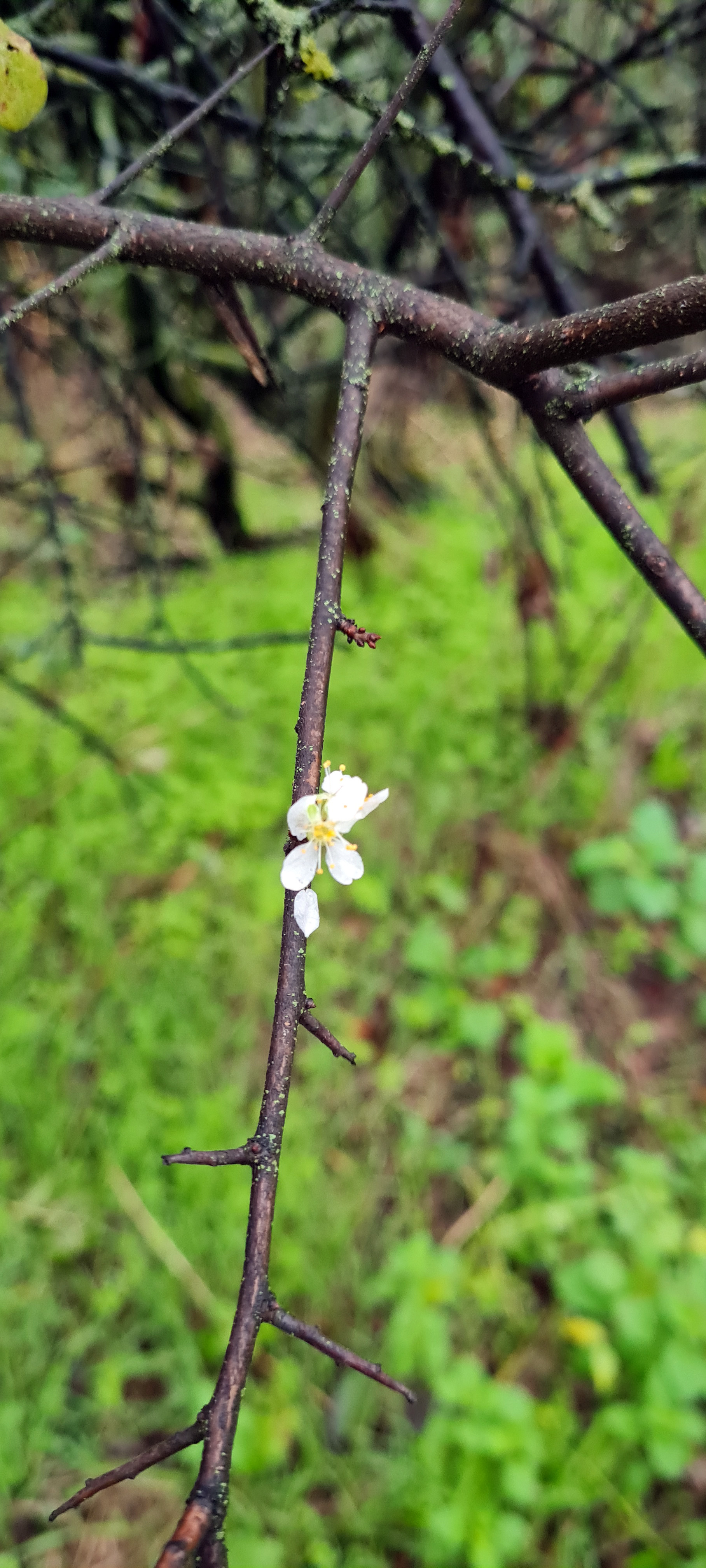 corcodusi si castani infloriti buzau