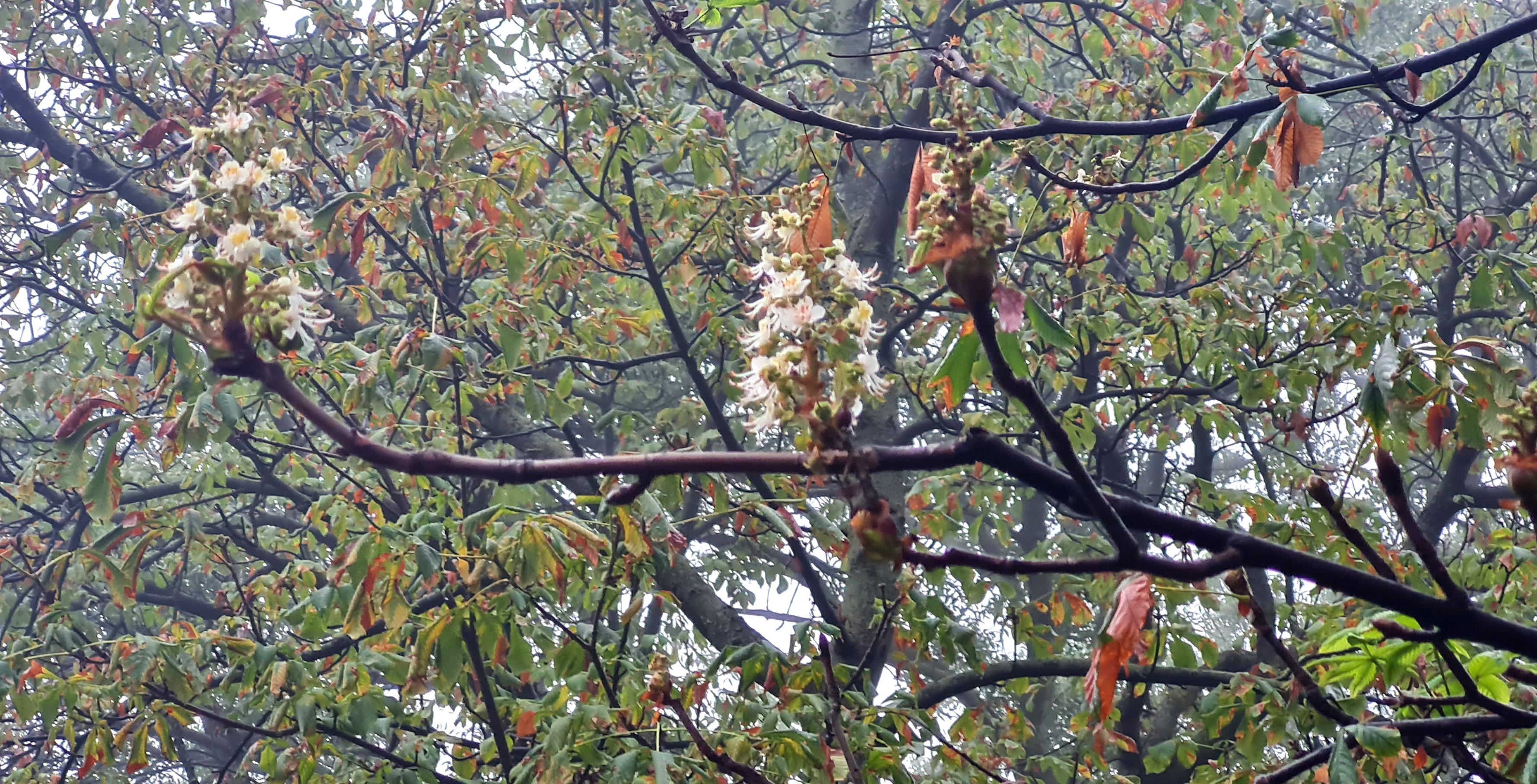 corcodusi si castani infloriti buzau