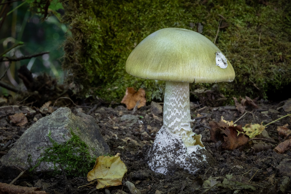 Amanita phalloides