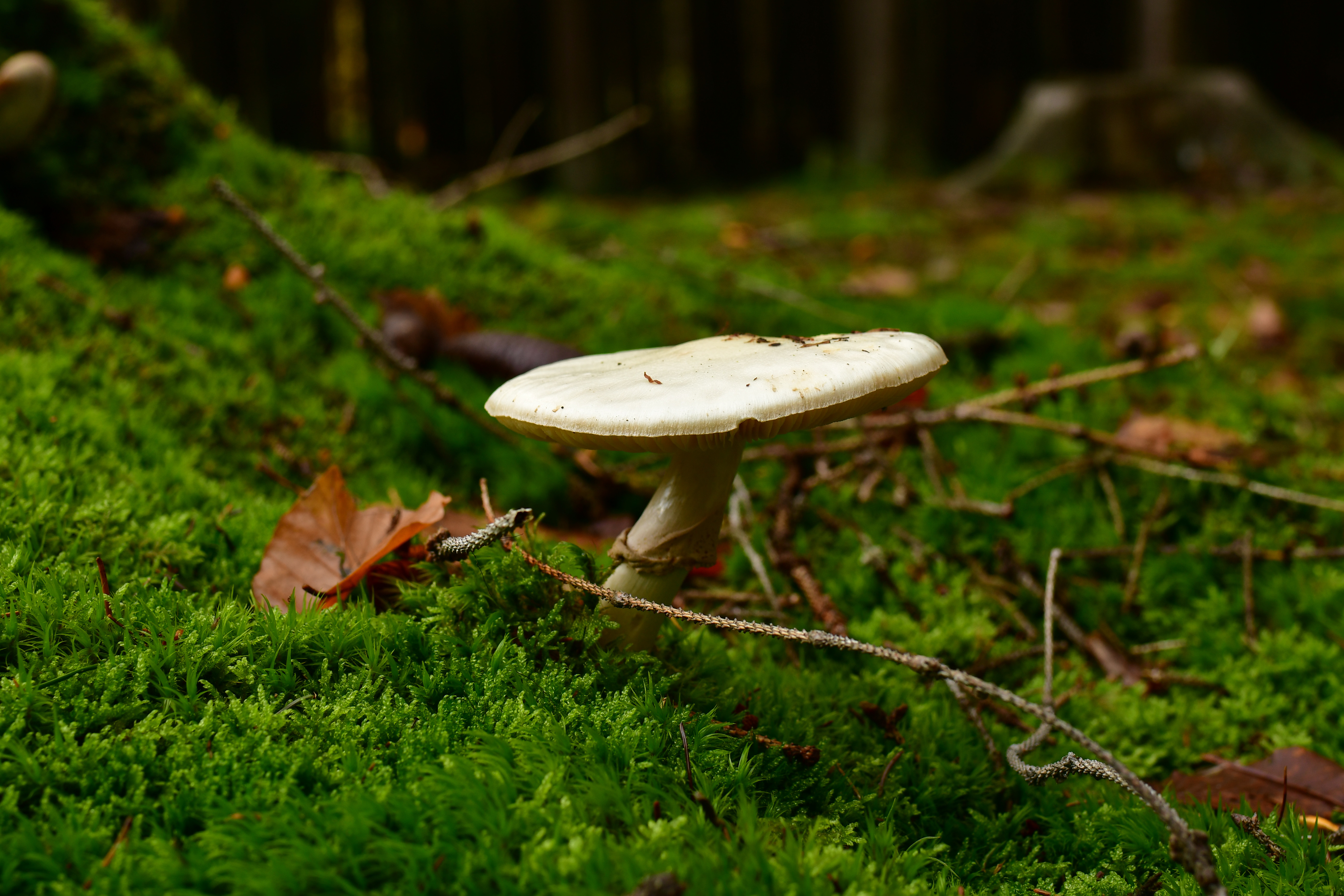 Amanita phalloides