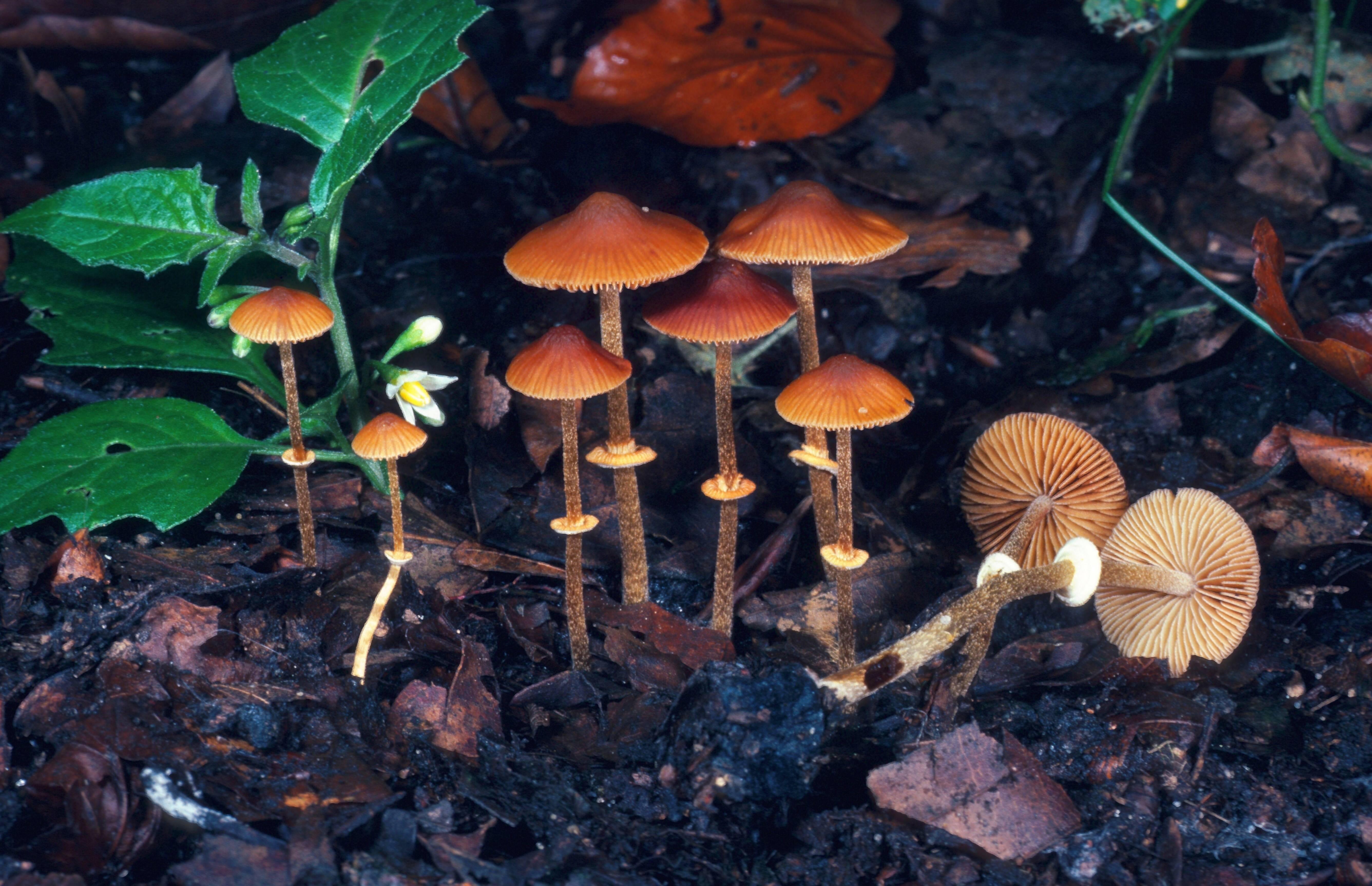 Conocybe filaris