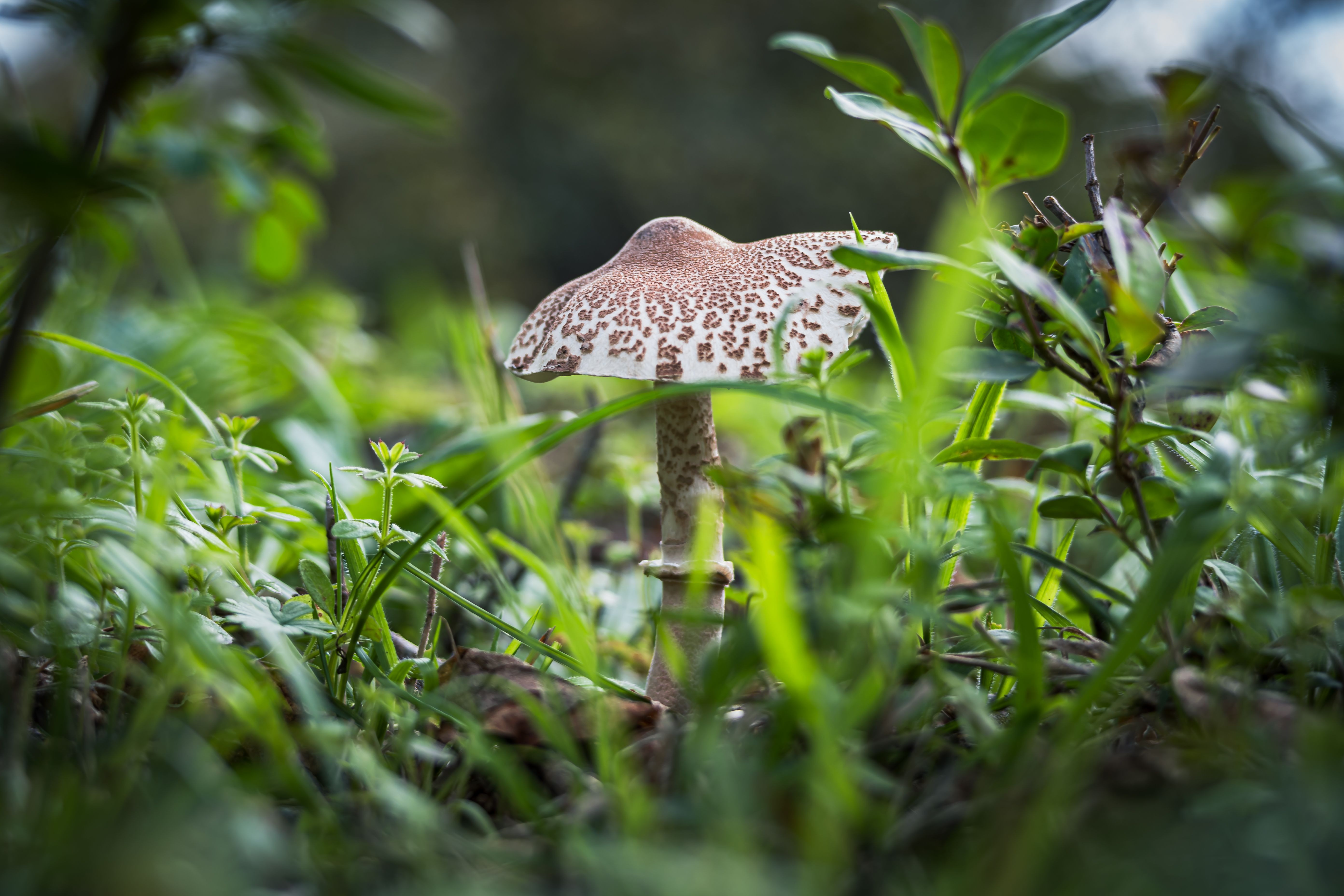 Lepiota brunneoincarnata