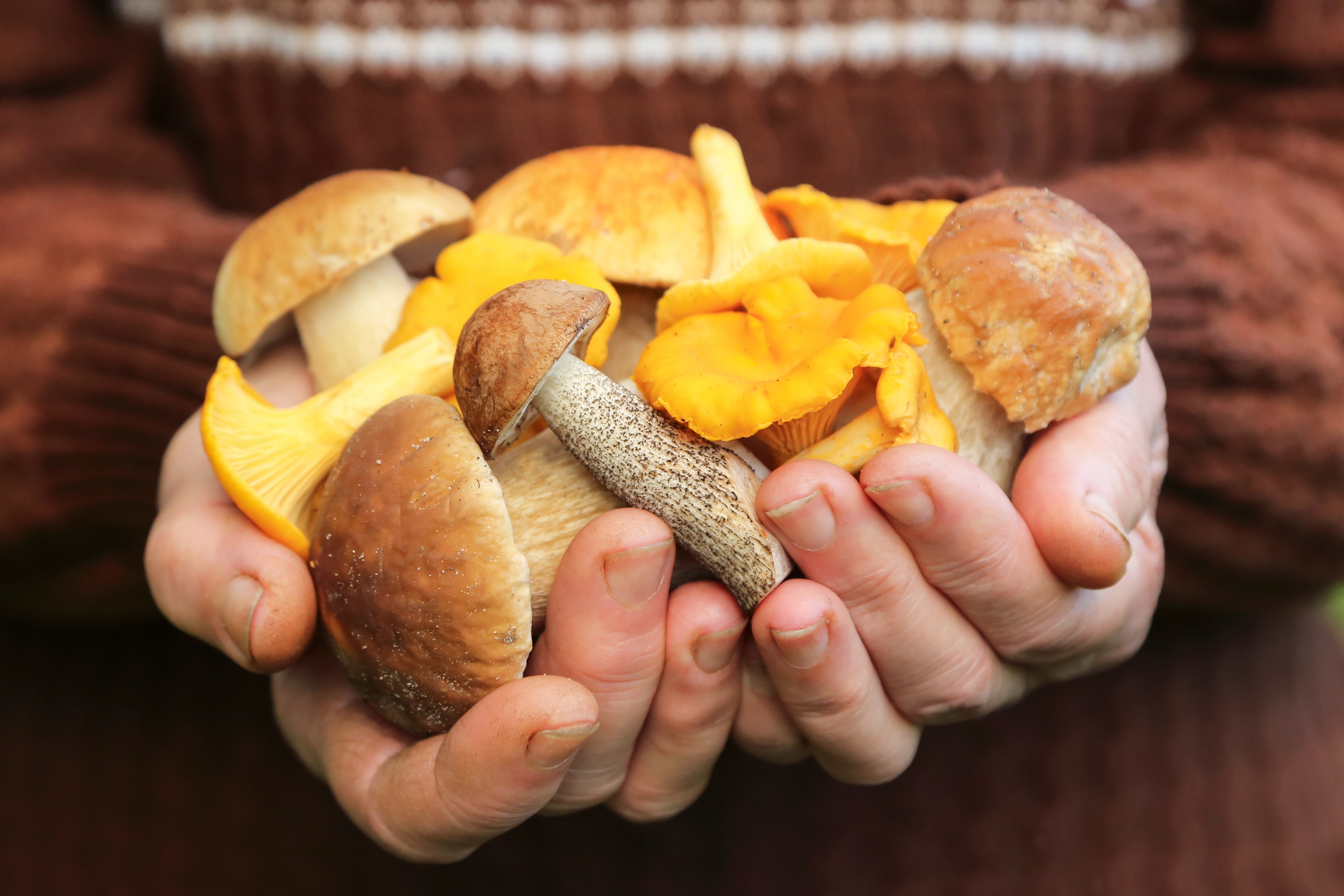 Medicii trag un semnal de alarmă. Număr în creştere al celor care se prezintă la spital cu intoxicaţii cu ciuperci