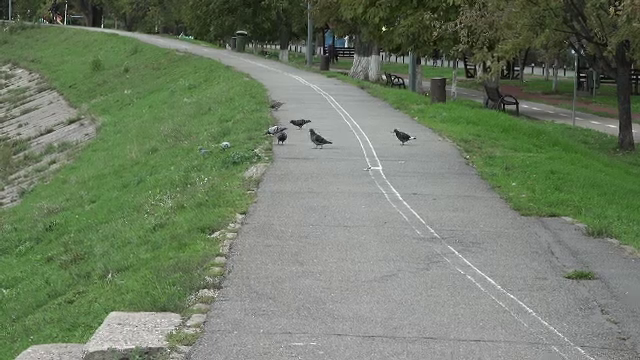 Sute de porumbei au fost găsiți morți în ape și pe străzile din Oradea. „Indiciile ar fi că au fost otrăviți”