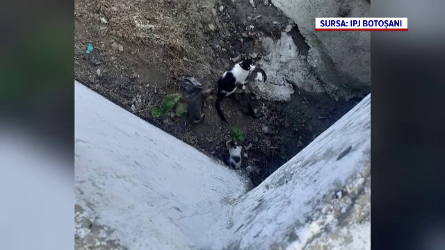 Amendă record pentru un bărbat care a abandonat cinci pisici în Botoșani. Animalele erau într-un sac