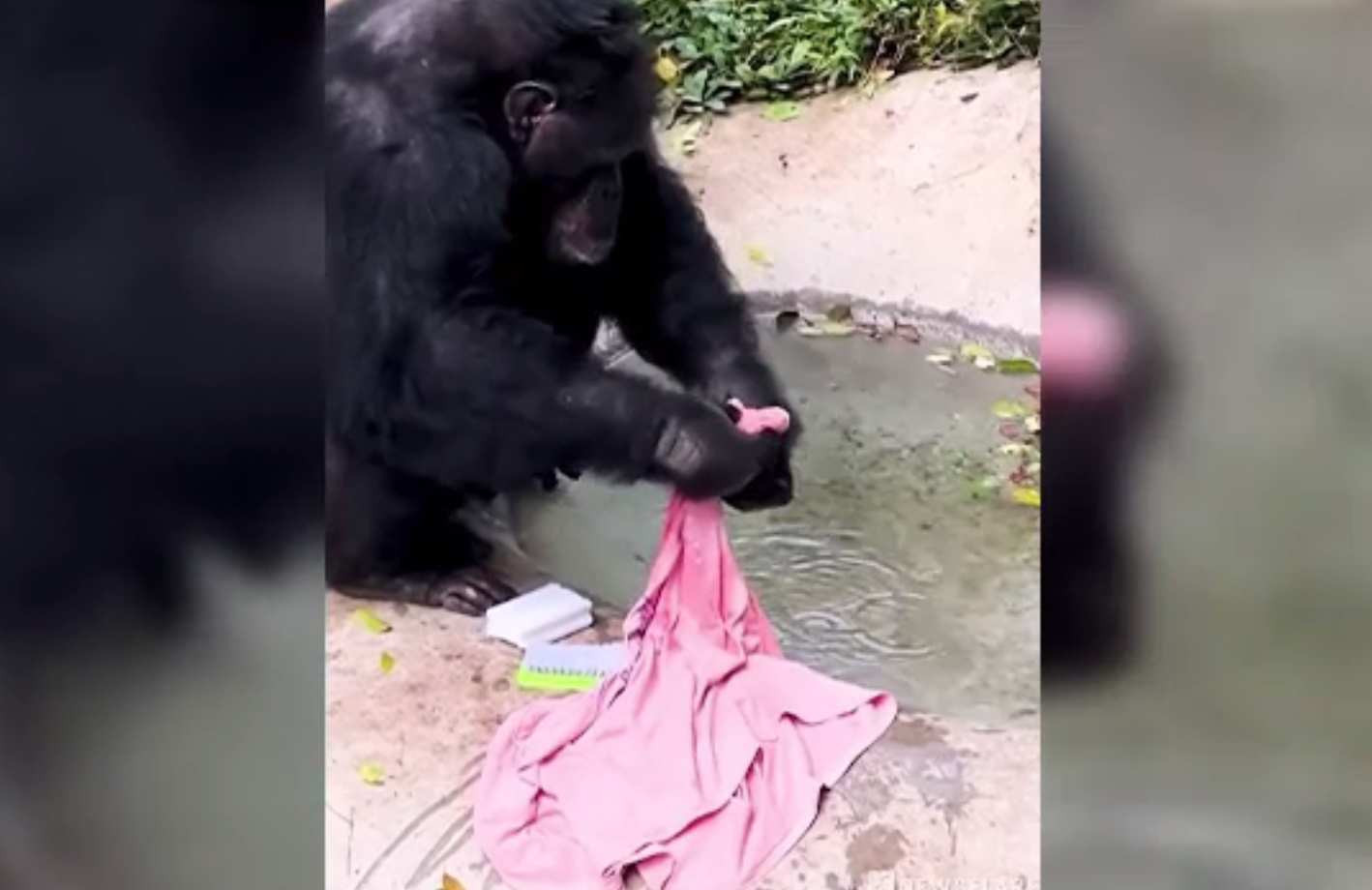 Maimuța care mănâncă cu bețișoare chinezești, spală rufe sau mătură. Își taie și unghiile