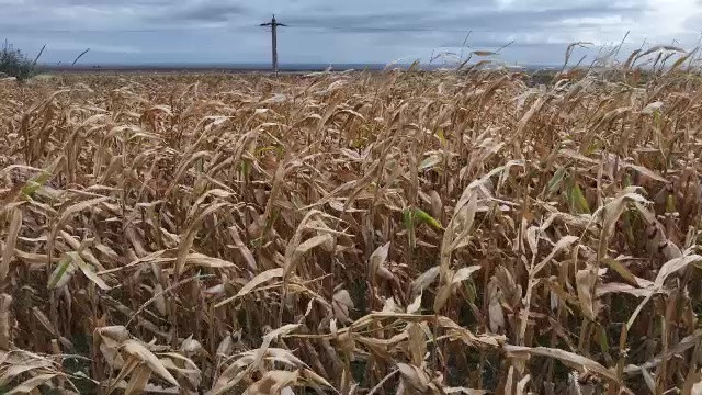 Incendii de vegetație, inundații și temperaturi infernale. România nu reușește să se adapteze la ”noua normalitate”