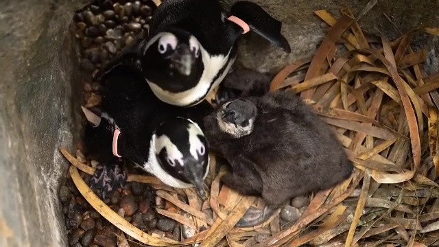 Doi pui de pinguin de la o grădină zoo din Marea Britanie au fost botezați Liam și Noel, ca cei din trupa Oasis