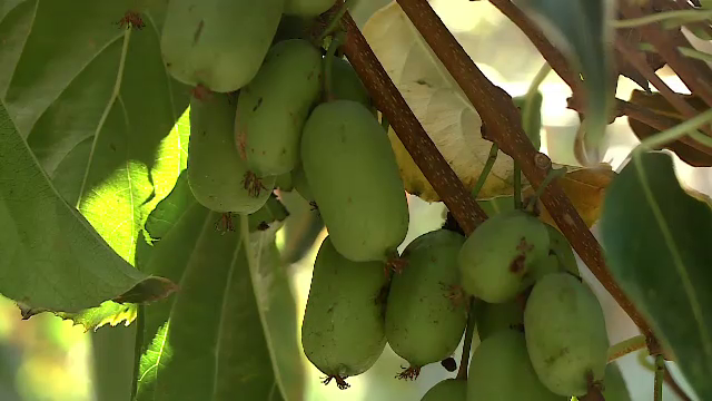 Pepenele de Dăbuleni devine istorie. Avem recolte mari de fructe exotice, datorită secetei. ”Este numărul 1”