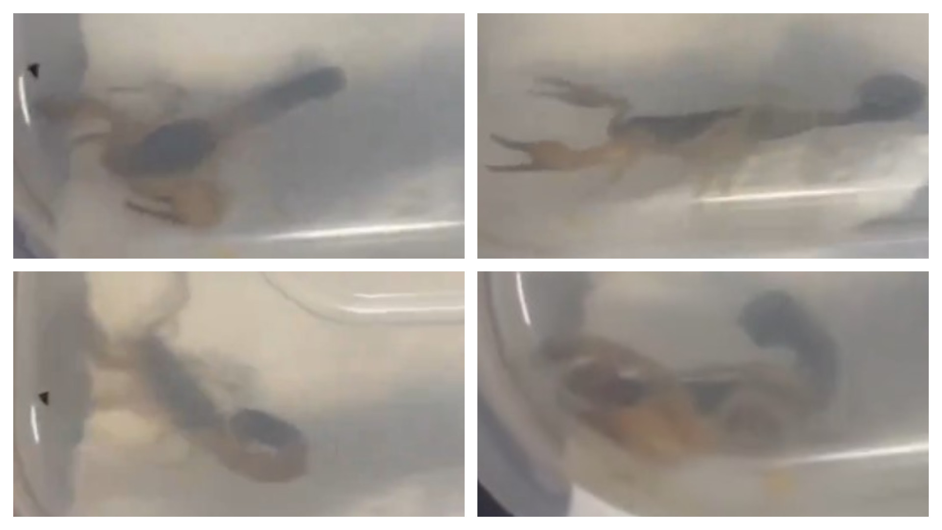 Creatură înfricoșătoare găsită de o studentă într-un colet comandat de pe Shein. „Am crezut că este o jucărie” | VIDEO