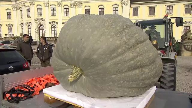 Dovleci care cântăresc peste o tonă, la un campionat european. Transportul a fost o adevărată aventură