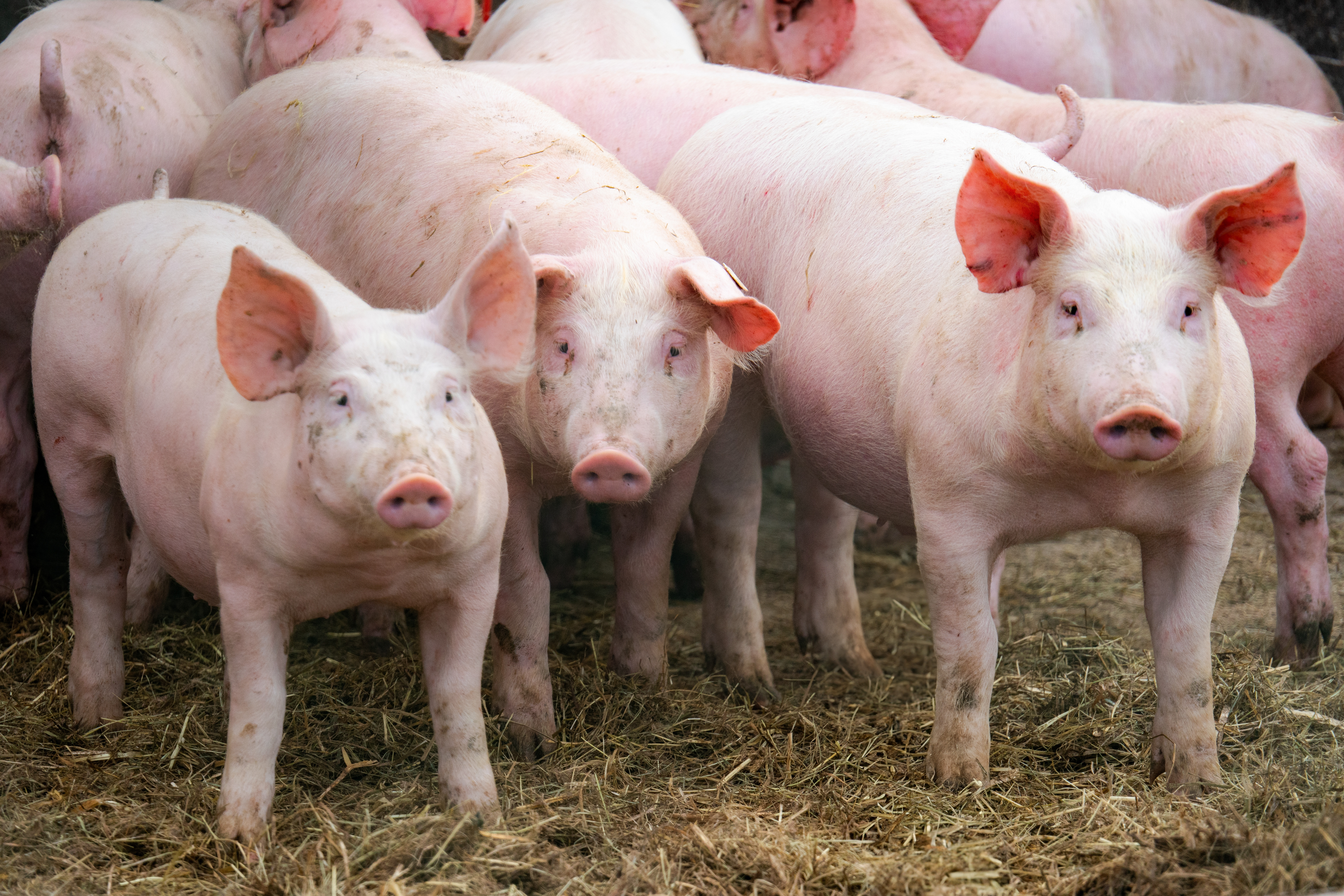 China a anulat cea mai mare comandă de carne de porc făcută în SUA în ultimii 5 ani. Fermierii afectați sunt votanți Trump