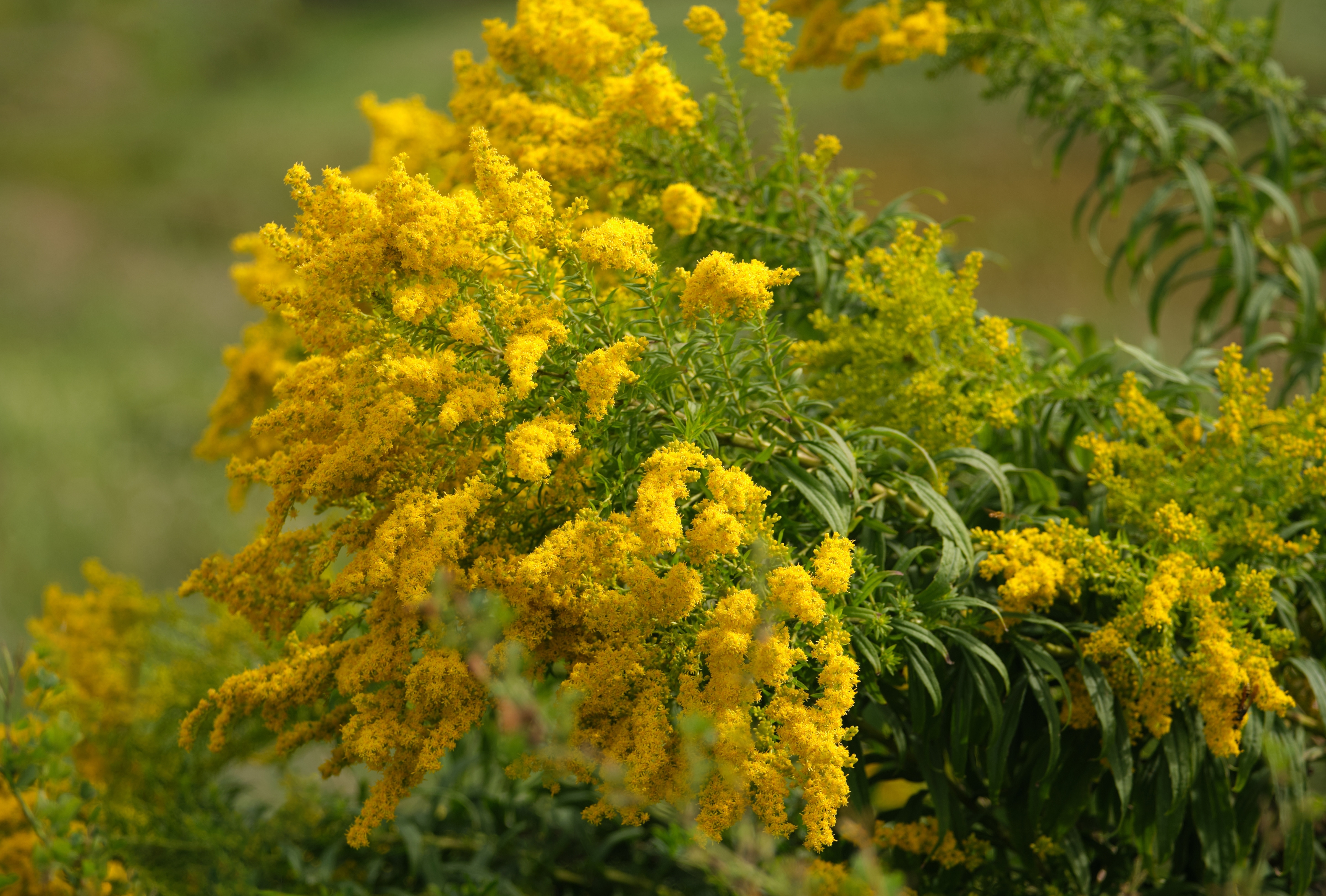 Splinuța - planta supliment care este cel mai bun aliat din natură împotriva infecțiilor și incontinenței urinare