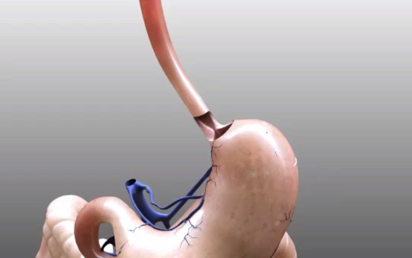 De ce când faci sport nu îți mai e foame. Are legătură cu axa creier-intestin