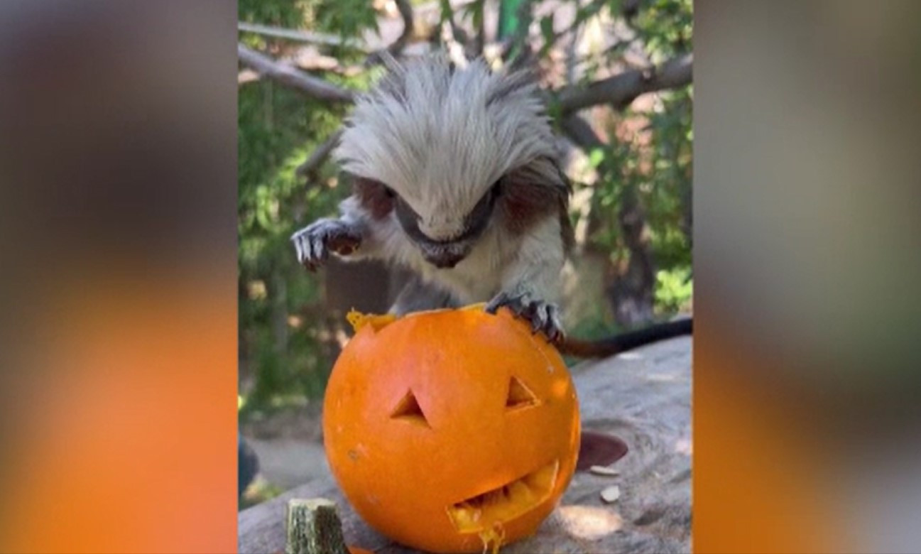 Halloweenul a început mai devreme la o grădină zoologică din SUA. Cum a reacționat o maimuță când a văzut un dovleac