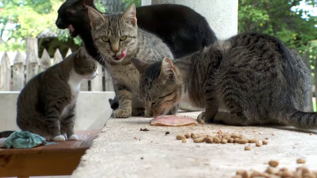 Ingenioasa metodă a unui muzeu din România pentru a proteja exponatele. Care e rolul pisicilor