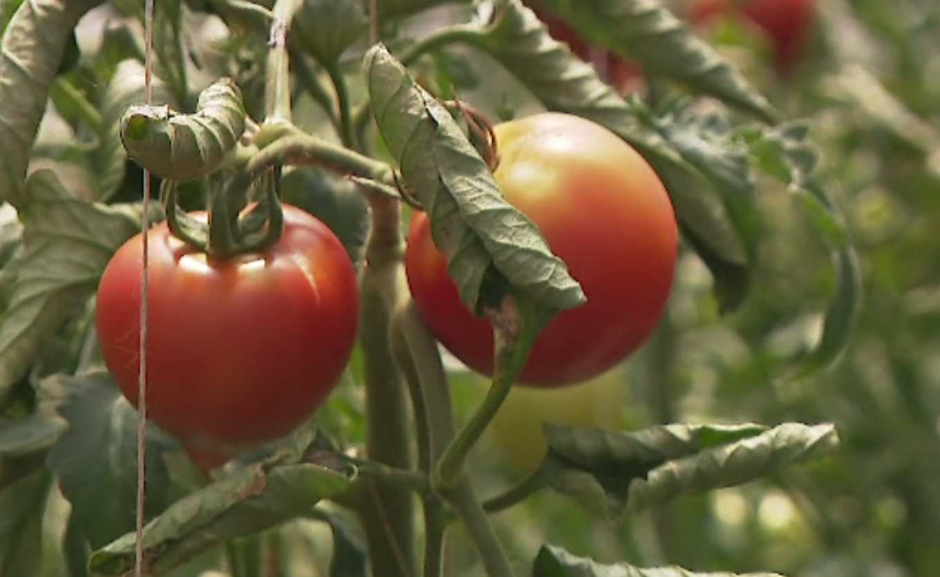 ''Programul Tomata'' se diversifică, de la anul. Schimbarea care i-a nemulțumit pe producători