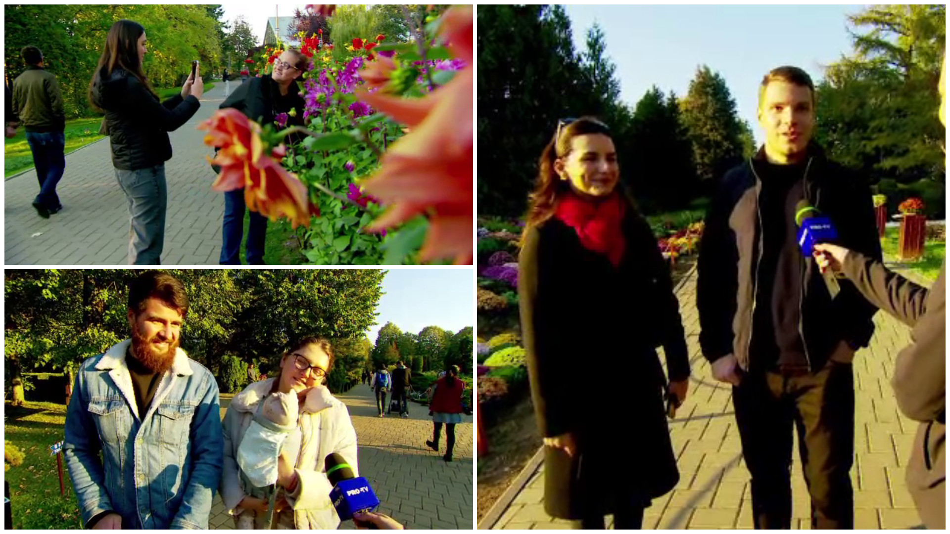 Expoziție de flori de sezon la Gradina Botanică din Iași. Vizitatorii pot admira peste 200 de tipuri de crizanteme