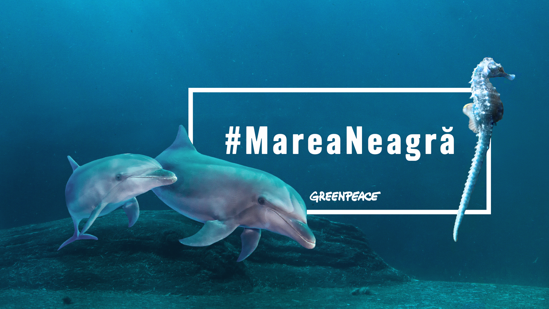 Greenpeace atacă în instanţă avizele emise de Ministerul Culturii pentru proiectul Neptun Deep