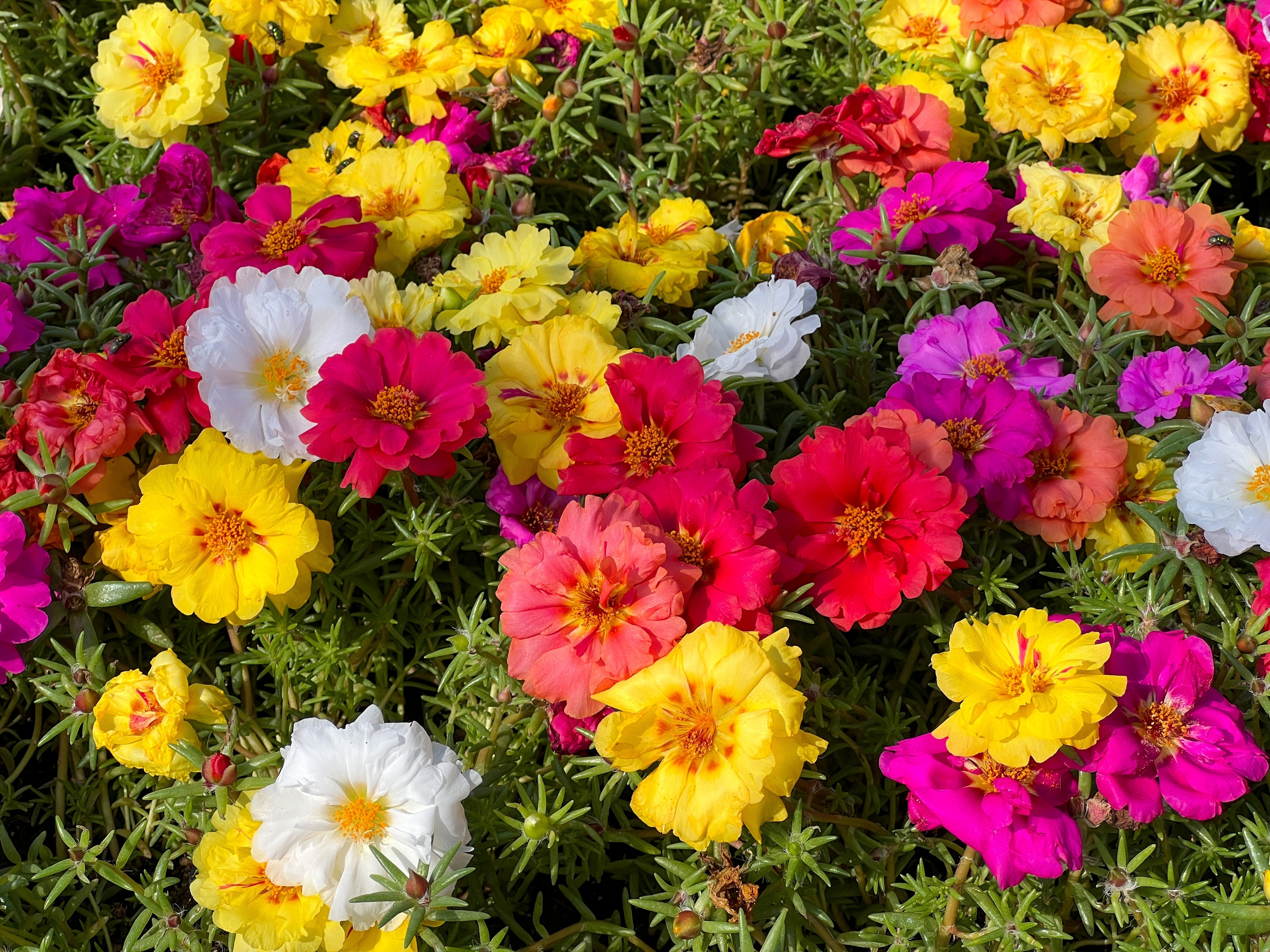 Florile de piatră - cum să îngrijești portulaca și ce să faci ca să obții o explozie de culoare în grădină sau pe balcon