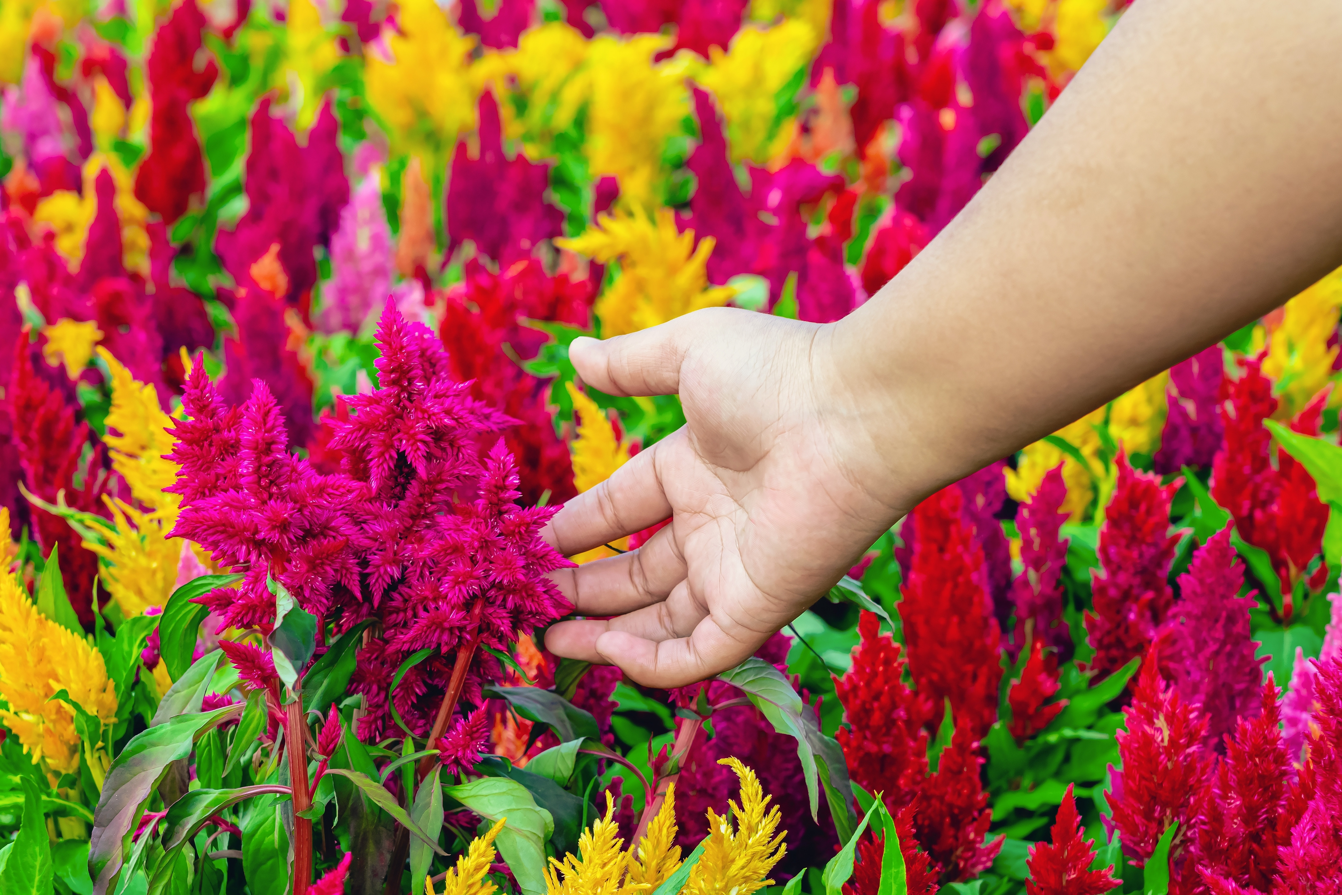 celosia