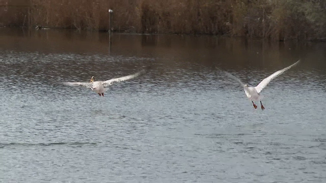 Motivul pentru care unele păsări călătoare de la noi nu mai migrează în țările calde. Descoperirea făcută de ornitologi