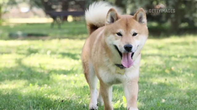De ce a fost atacată fetița din București de un câine care nu este considerat periculos. Stăpânul riscă 5 ani de închisoare