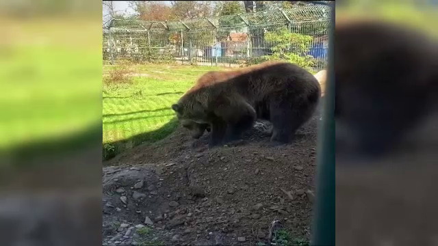 Urșii se pregătesc de hibernare. Cum își pregătesc animalele bârlogul și ce se întâmplă cu ele înainte de hibernare