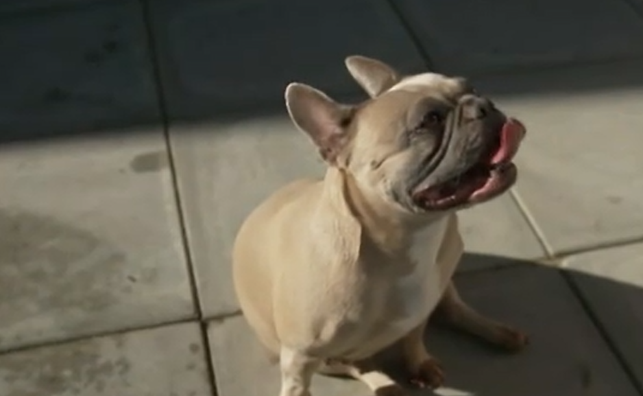 Problemele pe care le au câinii cu nasul turtit, precum mopsul sau buldogul francez. Decizia autorităților olandeze