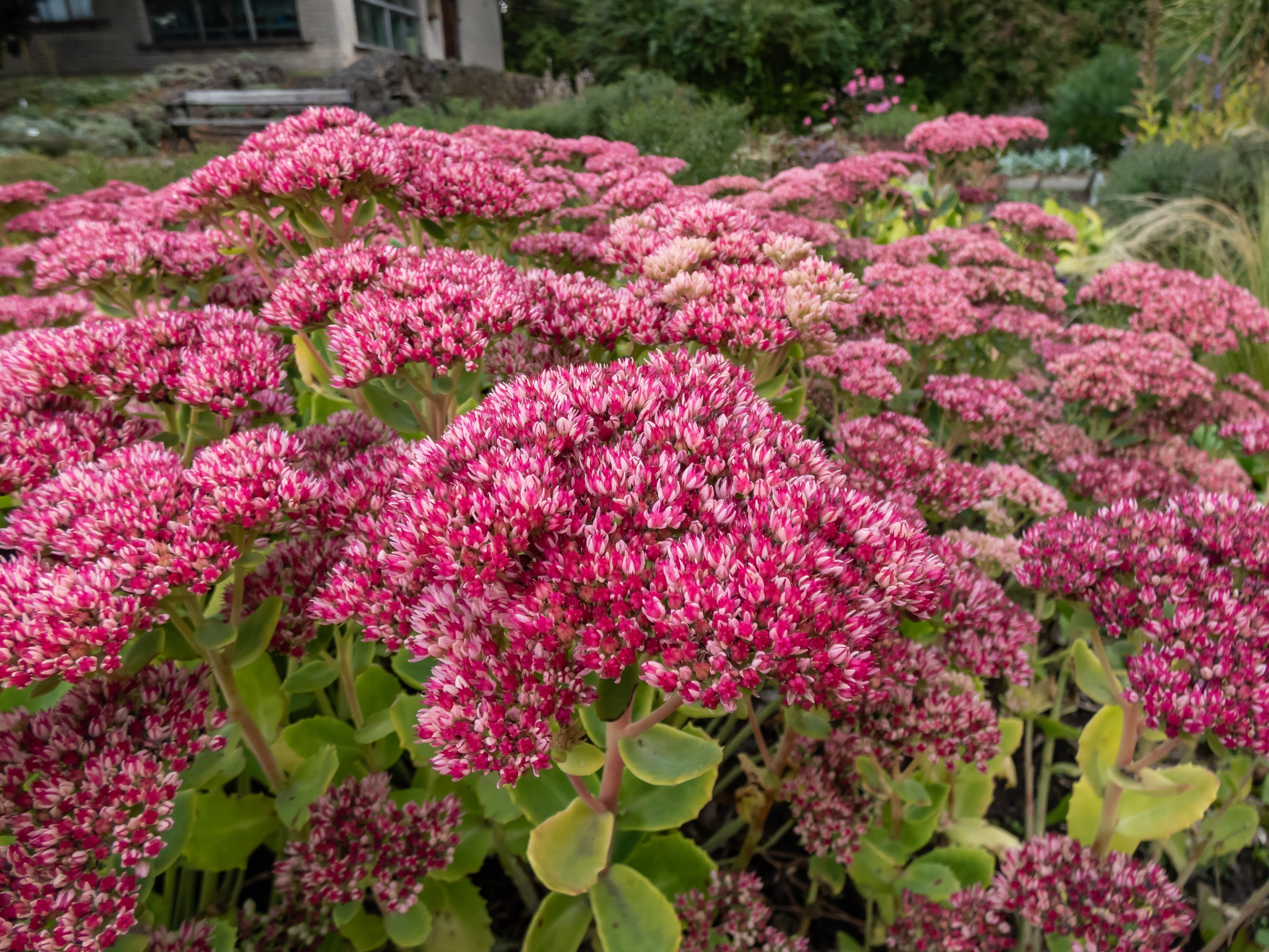 Sedum telephium