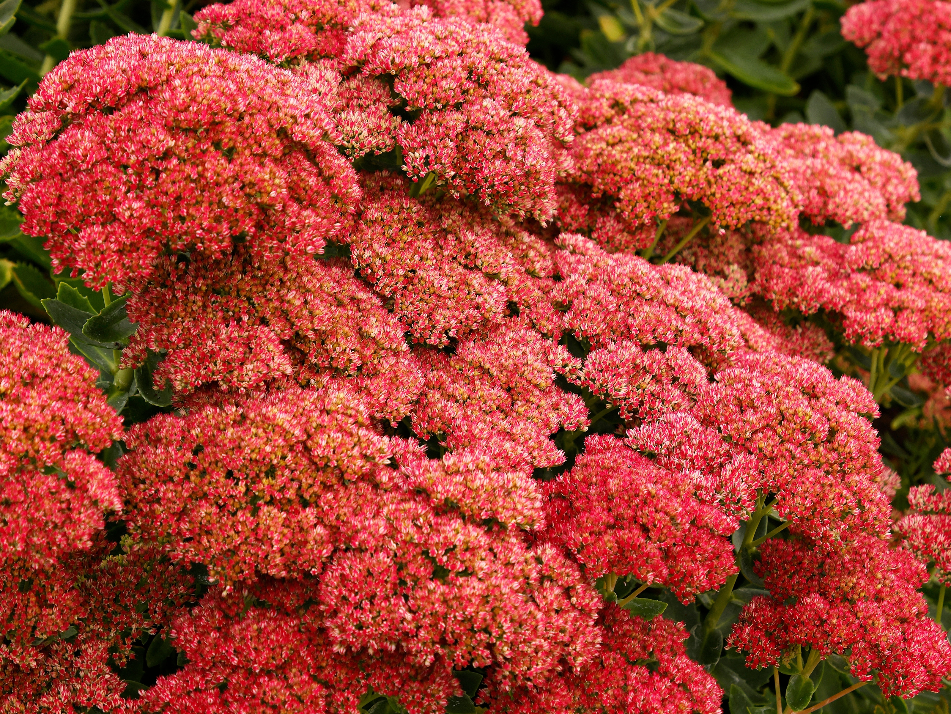 Flori de iarnă care vor prospera în anotimpul rece. Sfaturi pentru plantarea și îngrijirea grădinii în sezonul rece