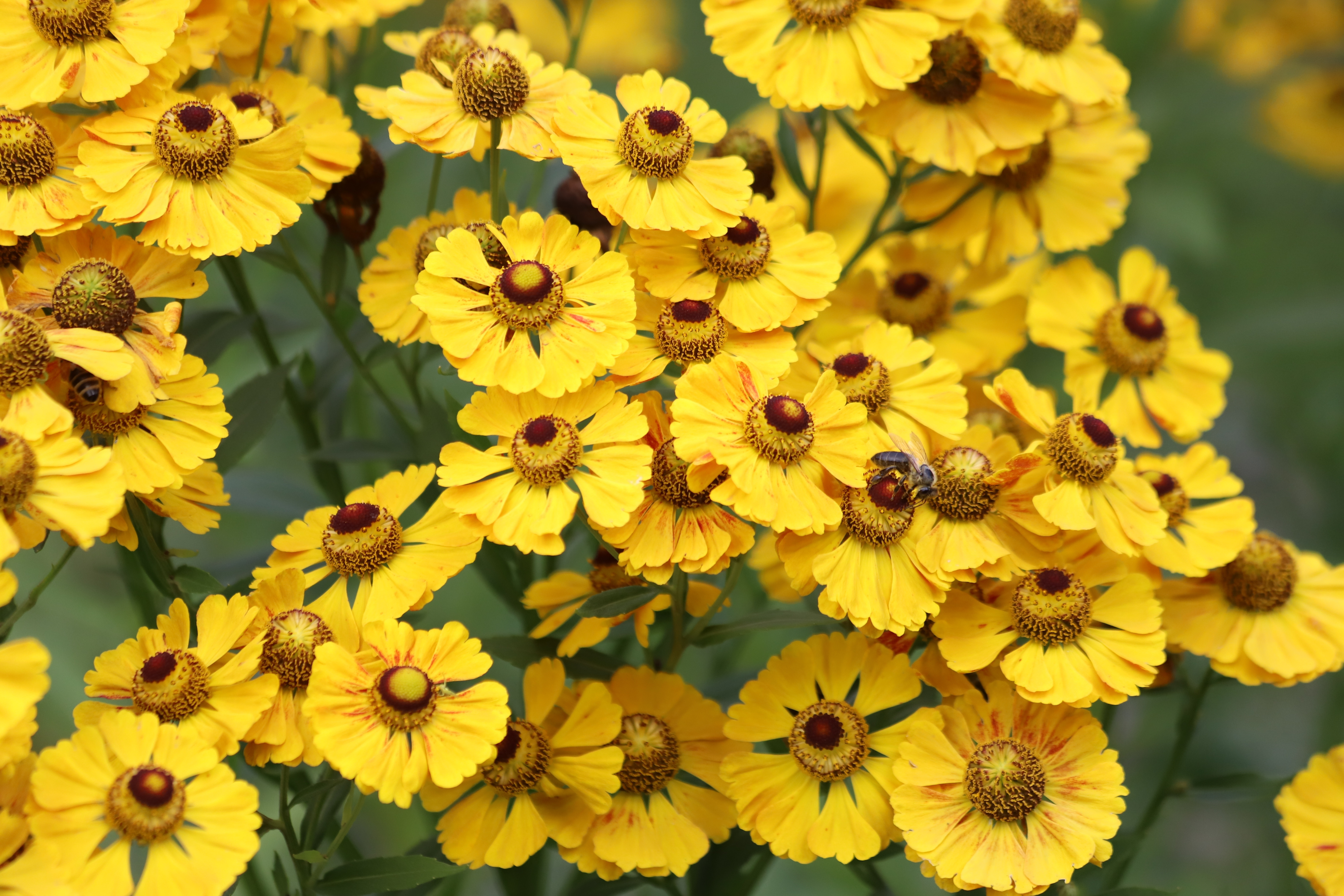 helenium