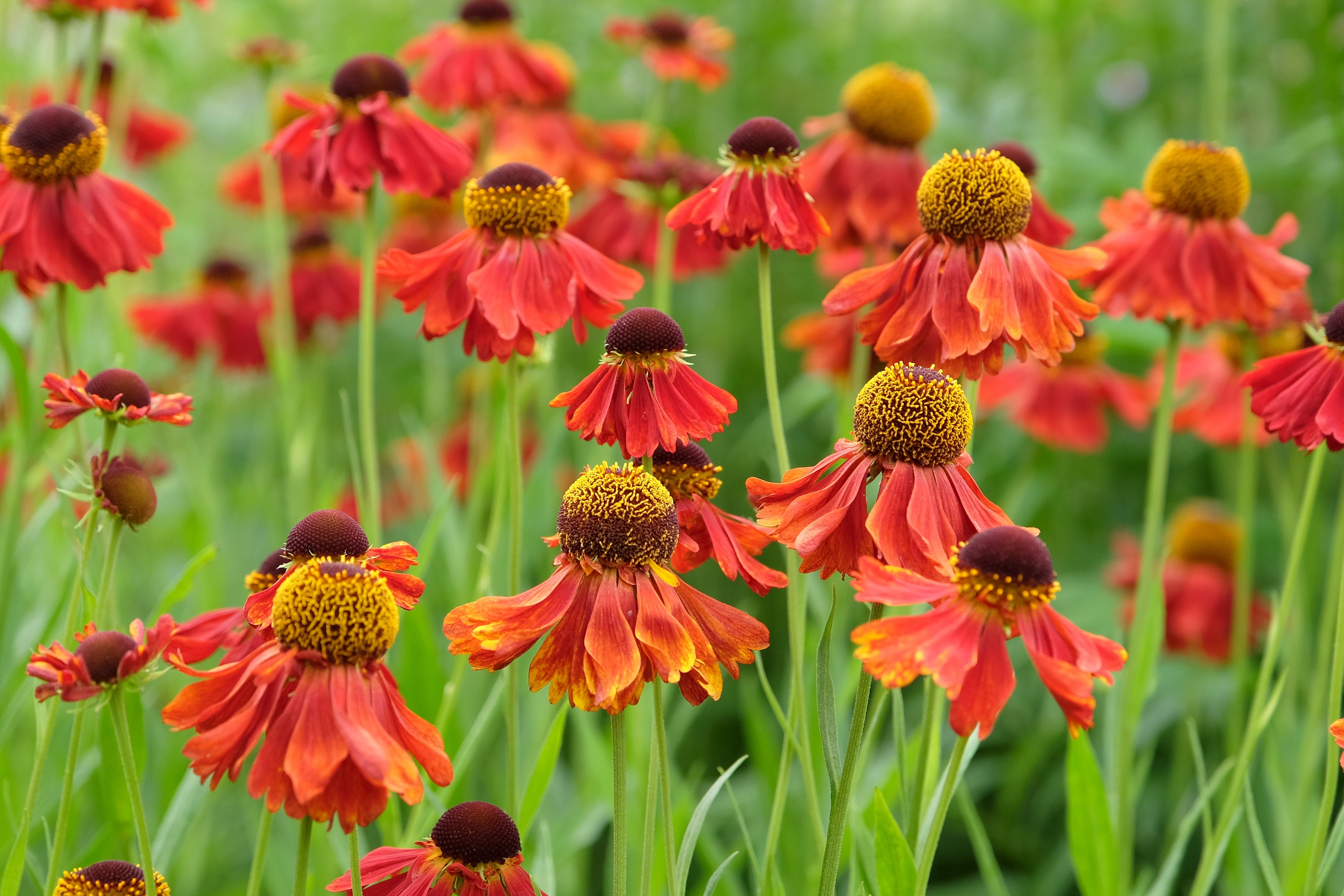 helenium