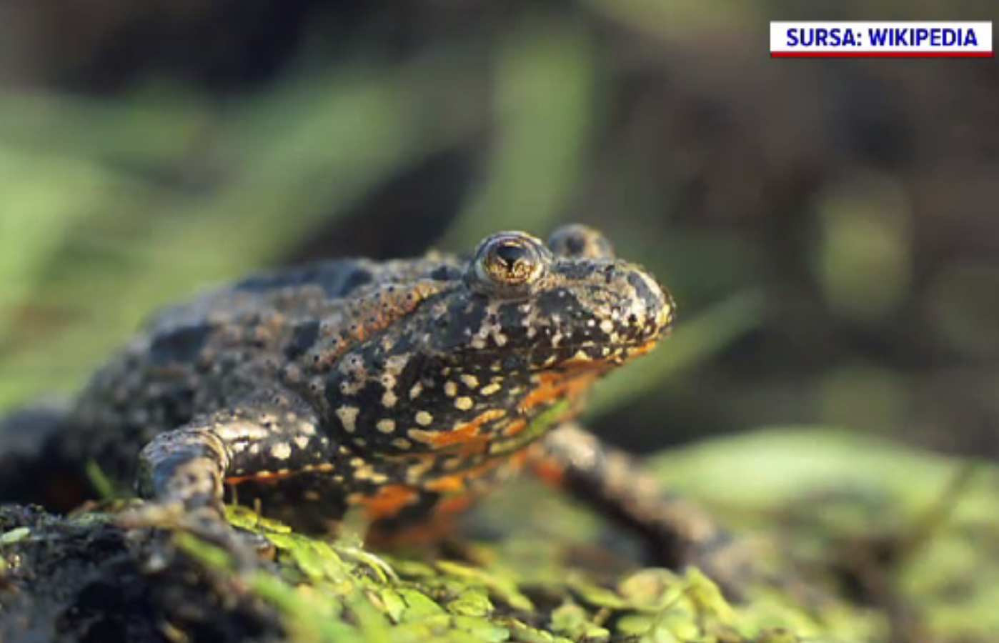 Ecologiștii au blocat construcția celui mai mare parc fotovoltaic din Europa, la Arad. Lucrările ar afecta specii protejate