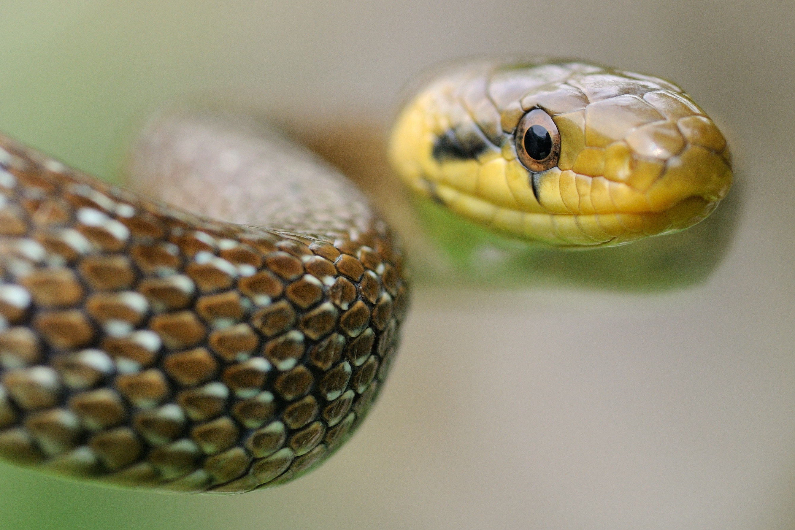 Șerpii uriași care dau fiori locuitorilor unei țări europene cu mulți români. Masculii se ascund în case, femelele în păduri