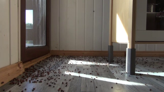 Un sat din Bacău este invadat an de an de buburuze. Oamenii disperați le scot cu fărașul din case: ”Nu se poate viețui”