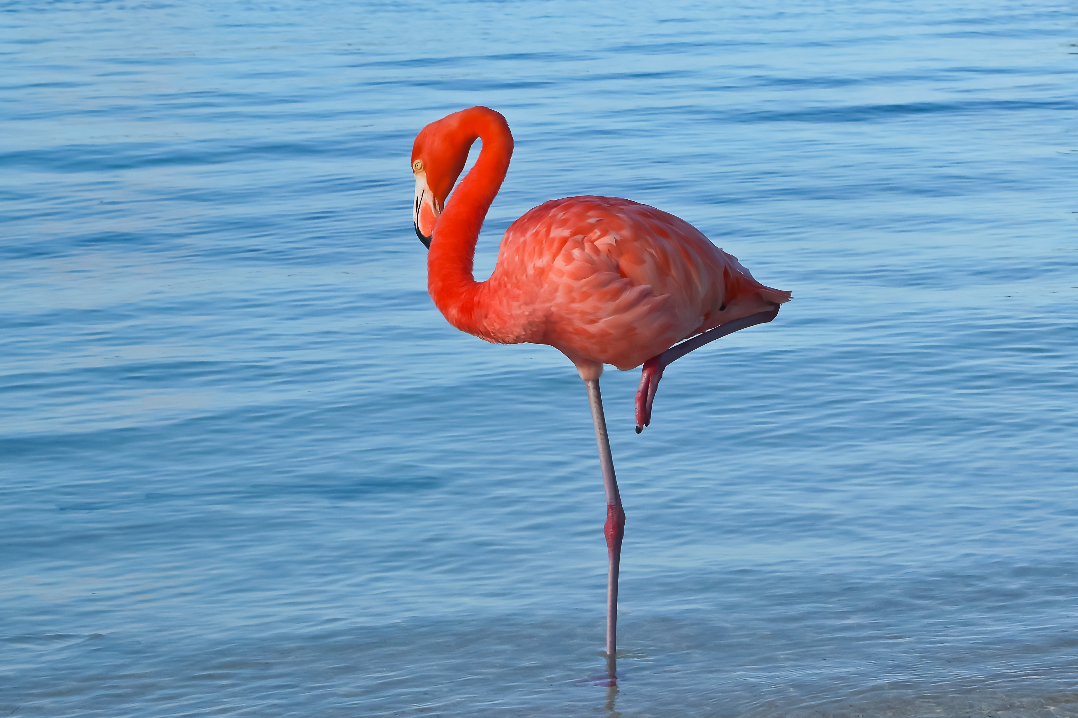 Cât timp poți să stai într-un picior ca un flamingo? Dacă nu reușești acest interval, trebuie să mergi imediat la medic