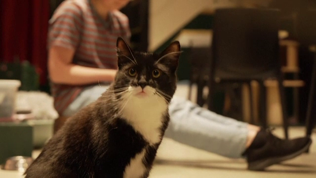 Studiu: Felinele sunt capabile să învețe sensul unor cuvinte mai rapid decât bebelușii