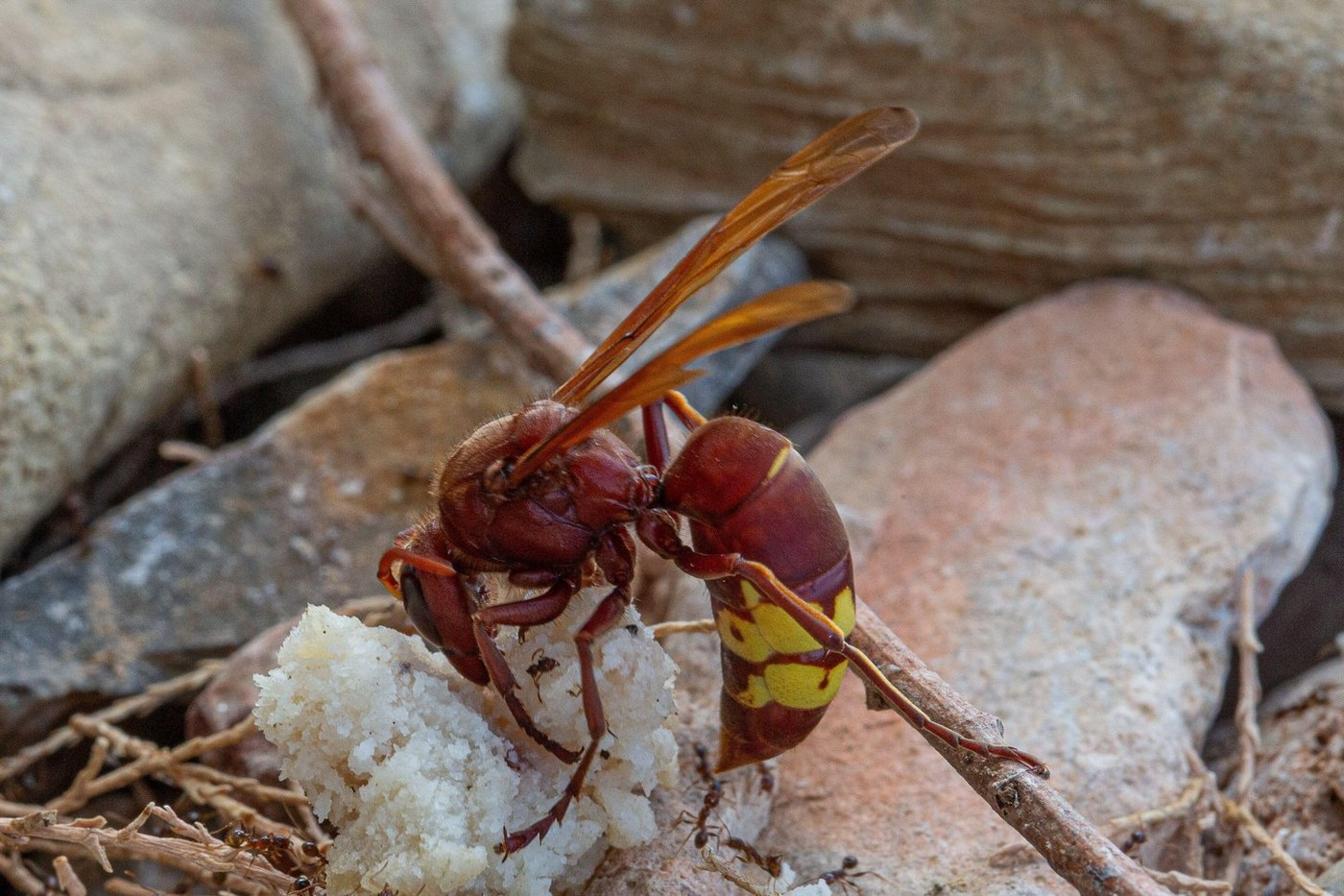 Insecta cu ajutorul căreia s-ar putea obține noi metode de dezintoxicare de alcool. Descoperirea oamenilor de știință