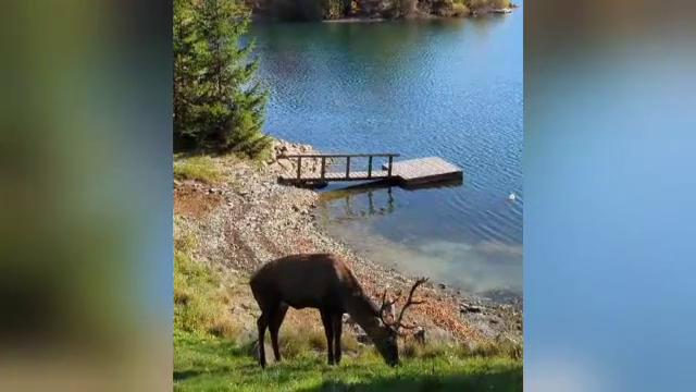 Un cerb și ciuta lui coboară des să înoate în lacul Colibița. Apoi stau relaxați la poze
