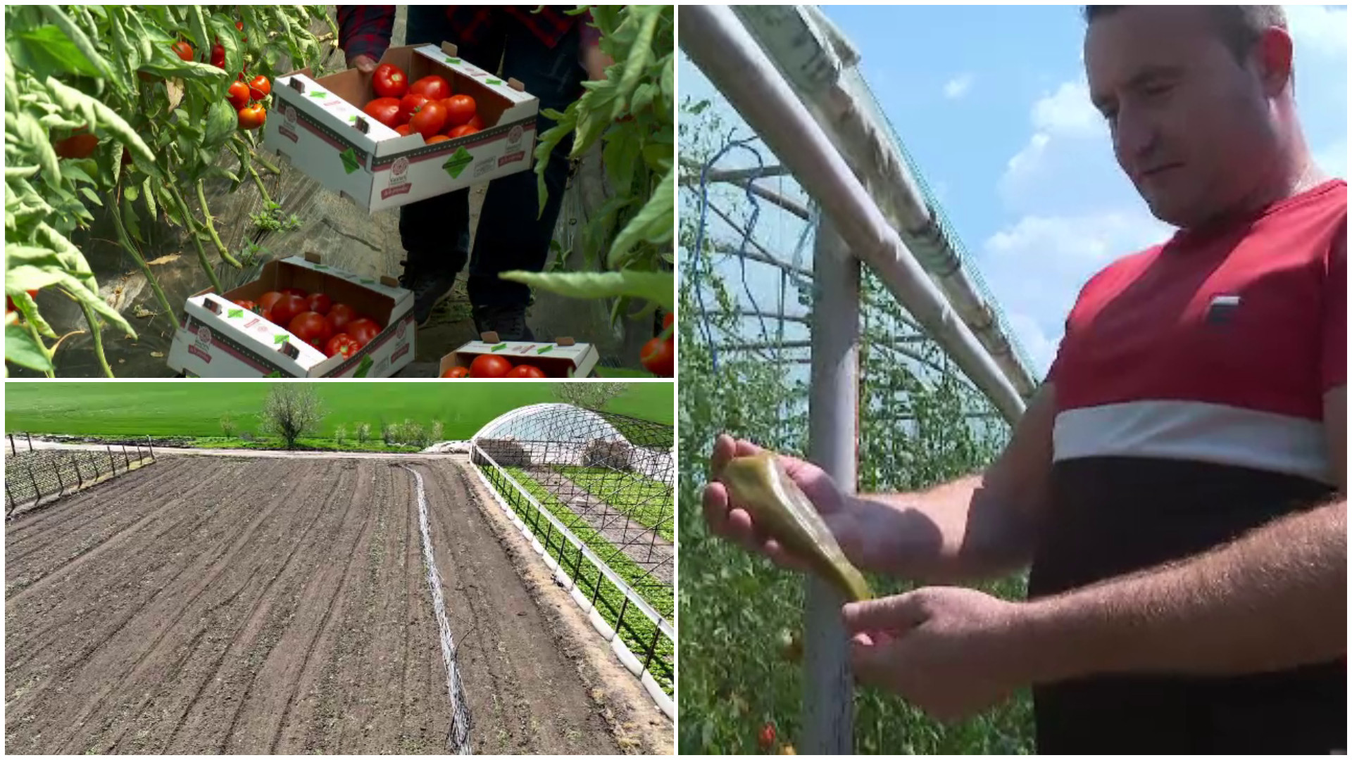 Ce agricultori vor primii subvenții de 1.000 de euro. Condițiile pe care trebuie să le îndeplinească cei care vor banii